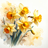 Daffodils