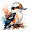 Kookaburra